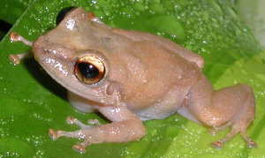 E. Coqui